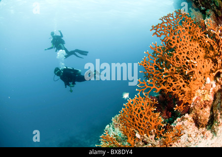 Taucher im Wasser fotografiert im Nationalpark Ras Mohammed, Rotes Meer, Sinai, Ägypten, Stockfoto