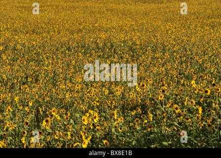 Feld von Sonnenblumen, Great Sage Plain in der Nähe von Cortez, Colorado, USA Stockfoto