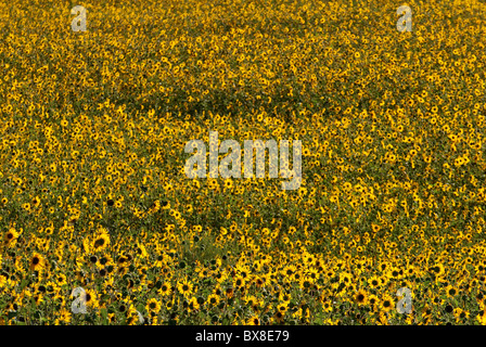 Feld von Sonnenblumen, Great Sage Plain in der Nähe von Cortez, Colorado, USA Stockfoto