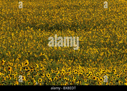 Feld von Sonnenblumen, Great Sage Plain in der Nähe von Cortez, Colorado, USA Stockfoto