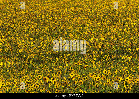 Feld von Sonnenblumen, Great Sage Plain in der Nähe von Cortez, Colorado, USA Stockfoto