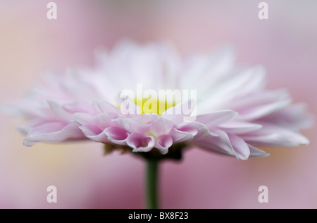 Eine einzelne Englisch Daisy Blume - Bellis perennis Stockfoto