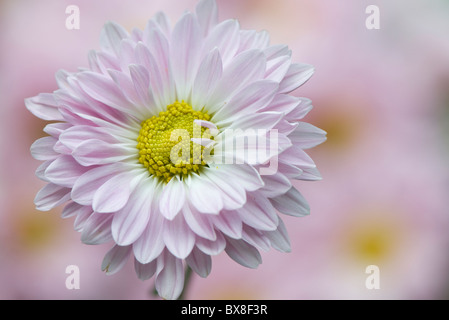 Eine einzelne Englisch Daisy Blume - Bellis perennis Stockfoto
