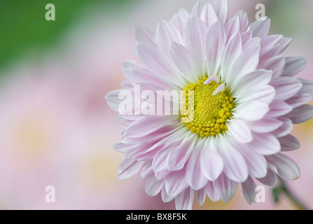 Eine einzelne Englisch Daisy Blume - Bellis perennis Stockfoto
