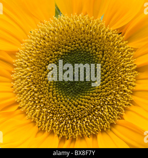 Sonnenblume Nahaufnahme-Helianthus annus Stockfoto