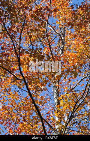 Leuchtend bunte Herbst Blätter am Baum mit blauem Himmel, vertikal, New Hampshire, USA Stockfoto