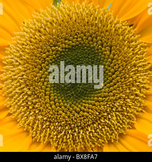 Sonnenblume Nahaufnahme-Helianthus annus Stockfoto