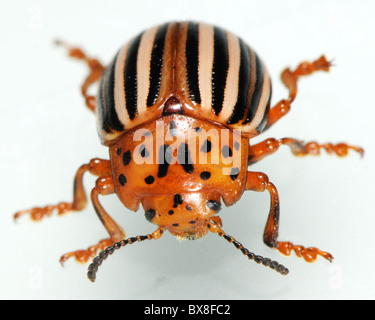 Falsche Kartoffelkäfer oder Horsenettle Beetle, Leptinotarsa juncta Stockfoto