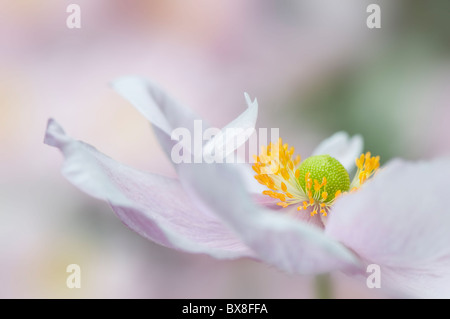 Ein einzelnes Weichzeichner rosa japanische Anemone Blume - Anemone Japonica, A. Hybrida 'Königin Charlotte' Stockfoto