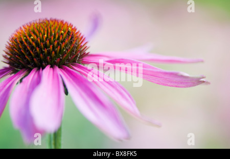 Eine einzelne Nahaufnahme von Echinacea Purpurea - Sonnenhut Stockfoto