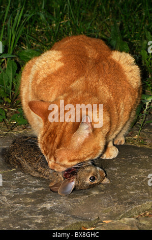 Manx Katze essen aufgenommene Cottontail Kaninchen. Stockfoto