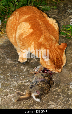 Manx Katze essen aufgenommene Cottontail Kaninchen. Stockfoto