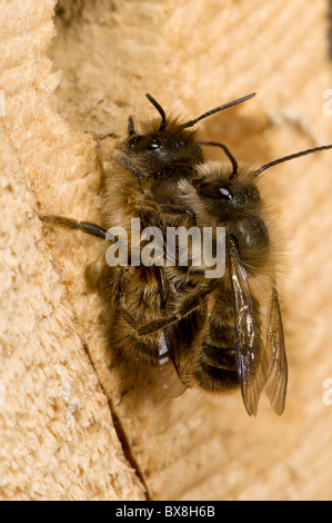 Paarung zweier Horn-faced Bienen (Osmia Cornifrons), Horn-faced Bienen Paarung Stockfoto