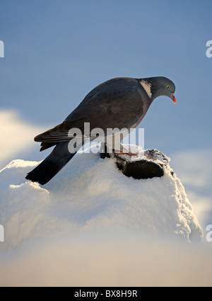 Gemeinsamen Ringeltaube thront auf alten Boot mit Schnee bedeckt Stockfoto