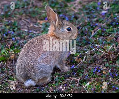 Baby europäischen Wildkaninchen (Oryctolagus Cuniculus) Stockfoto