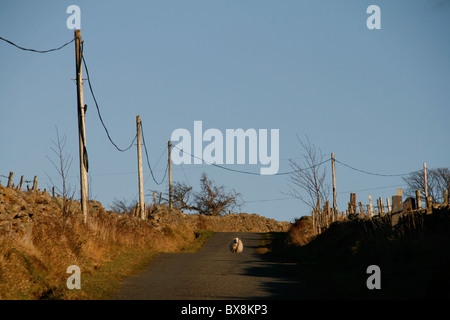 ein Schaf auf Landstraße in Wales, Großbritannien Stockfoto