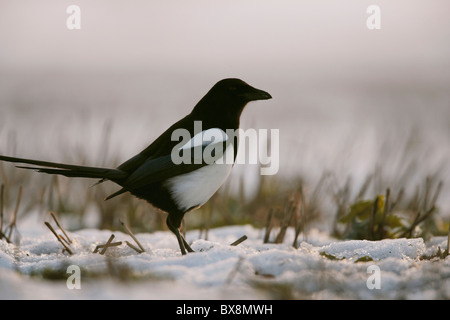 Elster, Pica Pica im Schnee bedeckt Stoppelfeld, Mitglied der Krähe Familie, East Yorkshire, UK Stockfoto