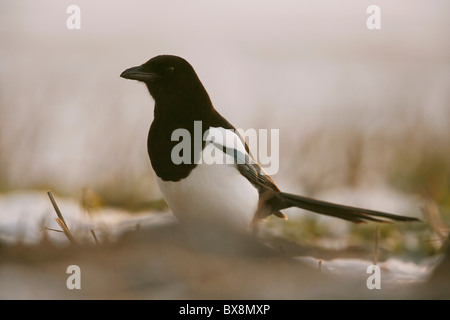 Elster, Pica Pica im Schnee bedeckt Stoppelfeld, Mitglied der Krähe Familie, East Yorkshire, UK Stockfoto