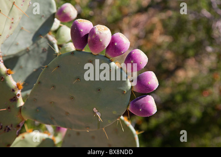 Big Bend Nationalpark, Texas - Obst auf einem Feigenkaktus. Stockfoto