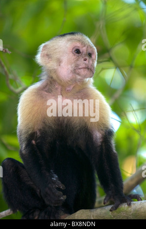Gescheckte Kapuziner Affen in Manuel Antonio Nationalpark in der Provinz Puntarenas, Costa Rica. Stockfoto