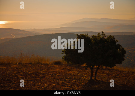 Goldenen Sonnenaufgang über dem See Genezareth und einsamer Baum Stockfoto