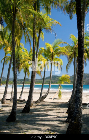 In der Nähe von Samara, Costa Rica, Palmen und den Pazifischen Ozean in Playa Carrillo. Stockfoto