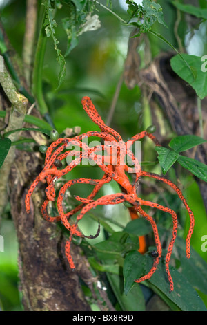 Epiphyten-Arten wachsen auf einem Baum in der Arenal Volcano National Park in der Nähe von La Fortuna, San Carlos, Costa Rica. Stockfoto