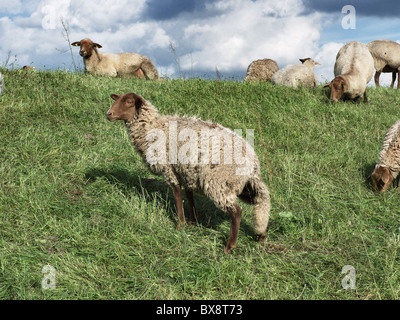 Herde der Schafe grasen auf dem Deich der Elbe in der Nähe von Tespe, Elbmarsch, Niedersachsen, Deutschland. Stockfoto