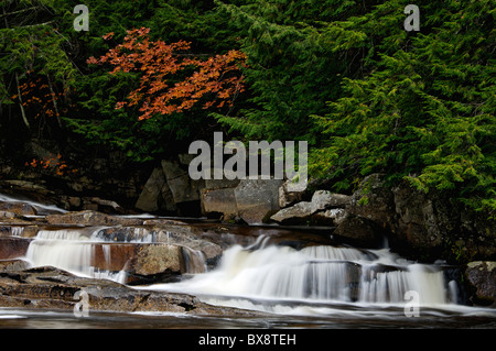 Kleine Kaskade und Herbst Farbe am Fluss Wildkatze im Bereich Jackson Falls Carroll County, neue Regensburg Stockfoto