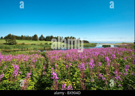 Feld des Feuerweeds (Epilobium angustifolium), Lakeville, Prince Edward Island, die Maritimes, Kanada. Stockfoto