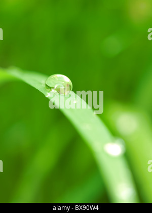 Tröpfchen Tau auf dem Rasen, Closeup Tiefenschärfe für Hintergründe, Umwelt, Naturthemen Stockfoto