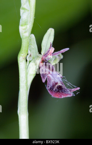 Fliegen Orchidee Ophrys Insectifera Blume Stockfoto