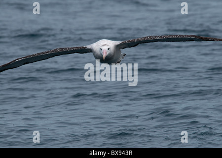 Wandering Albatros fliegen über den Pazifischen Ozean, Wanderalbatros Ehrung Über Den Pazifik Stockfoto