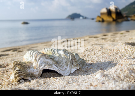 Riesenmuschel - Tridacna Gigas am Strand Stockfoto