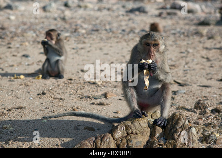 lange tailed Affen in Thailand Stockfoto