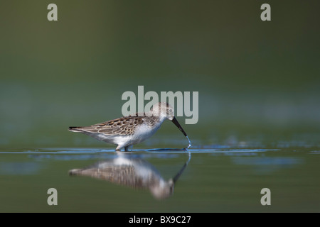 Western Sandpiper Fütterung im seichten Wasser Stockfoto