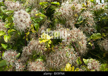 Old mans Bart attraktiven Kletterer wispy flauschig weichen Köpfe schlanke gefiederten Thread Wind Samenausbreitung Stockfoto