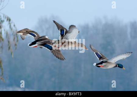 Fliegende Stockenten in Worcestershire. England Stockfoto