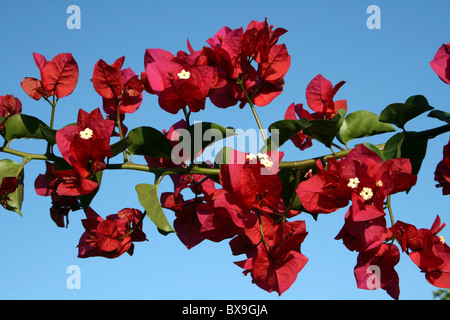 Rote Bougainvillea-Blüten vor blauem Himmel, Arba Minch, Äthiopien Stockfoto