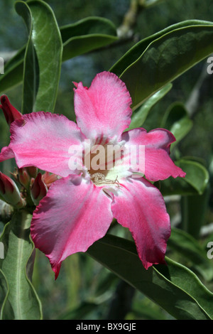 Blühende Wüste Rose Adenium Obesum Omo-Tal, Äthiopien Stockfoto