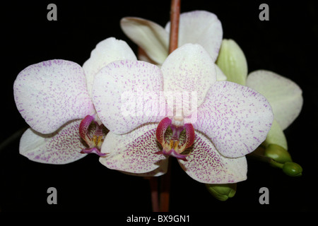 Weiße Motte Orchidee Phalaenopsis Hybriden Stockfoto