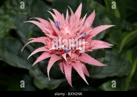 Rosa Bromelie Blume Silber Vase Aechmea fasciata Stockfoto