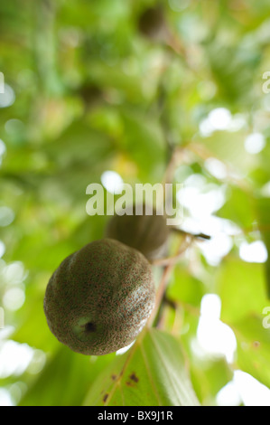 Frucht der Taube oder Taschentuch Baum mit hängenden Früchte getrennt von Blättern im Hintergrund Stockfoto