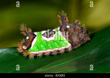 Sattel hinten Raupe "Acharia SP" aus Costa Rica. Stockfoto