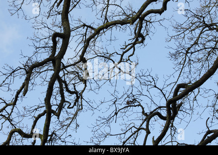 Englische Eiche Zweige im Winter gegen blauen Himmel Stockfoto