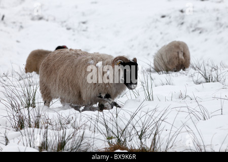 Schafe auf Nahrungssuche durch Abkratzen entfernt Schnee mit seinen HUF auf Moorland, Schottland Stockfoto