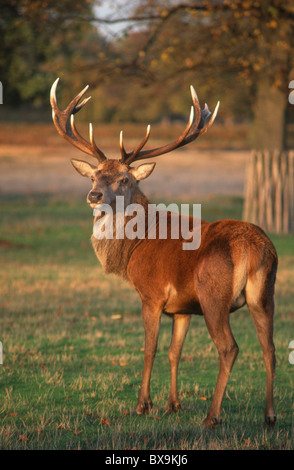 Hampton Court, Bushey Park, Rotwild Hirsch Stockfoto