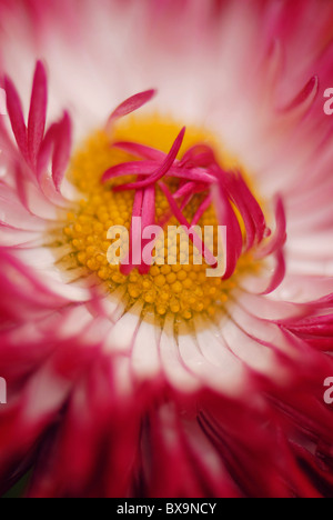 Eine einzelne Daisy Blume - Bellis perennis Stockfoto