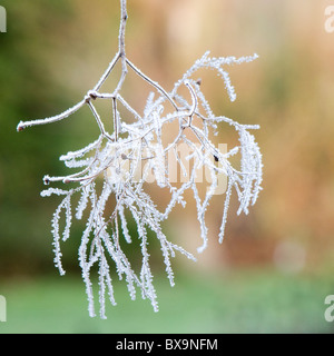 Eine mattierte Rauch Busch - Cotinus Coggygria Blütenstand Stockfoto