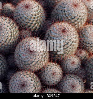 Mammillaria Bombycina Catcus - Silken Nadelkissen Stockfoto